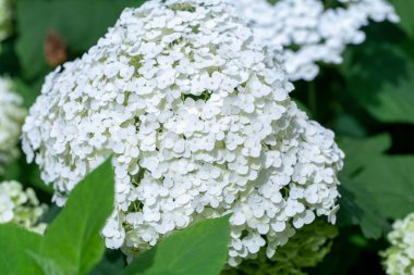 Bahçedeki ortanca çiçekleri bahçeye yakın.