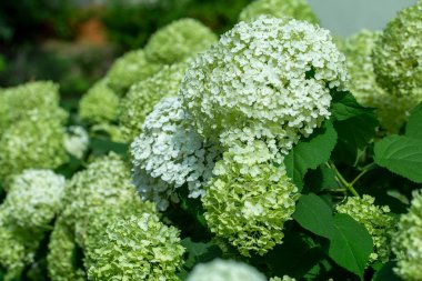 Bahçedeki ortanca çiçekleri bahçeye yakın.