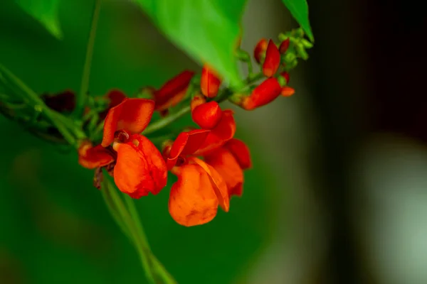 Textura Flores Jardín Verano Cerca — Foto de Stock