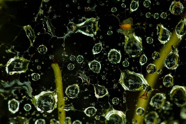 Texture Raindrops Web Random Blur Summer — Stock Photo, Image