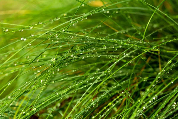texture of green grass with drops after a rain close up