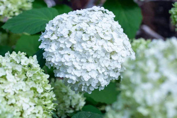 Bahçedeki ortanca çiçekleri bahçeye yakın.