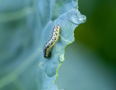 Lahana kelebeklerinin tırtılları lahana mahsullerini yok etti.