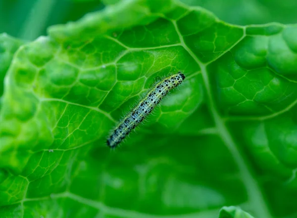 the caterpillars of the cabbage butterflies destroyed the cabbage crop, garden pests closeup
