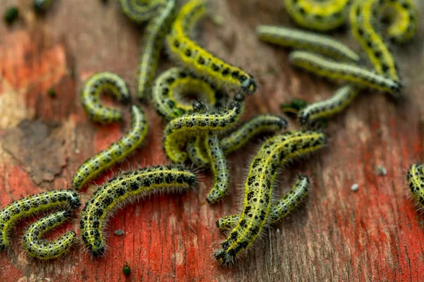 Housenky Zelných Motýlů Zničily Zelí Úrodu Zahradní Škůdci Detailní Záběr — Stock fotografie