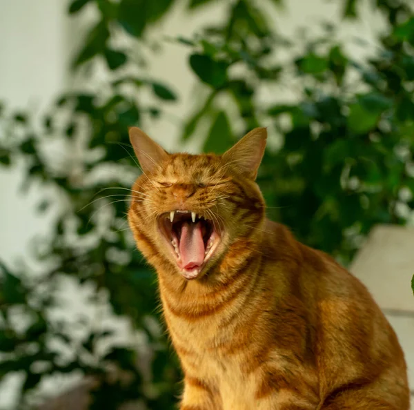 Red Cat Sleeps Yawns Garden Summer — Stock Photo, Image