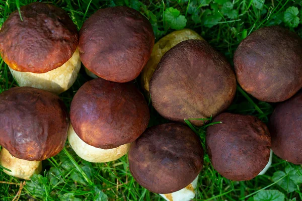 Setas Porcini Sobre Hierba Verde Cerca Cosecha Setas Otoño — Foto de Stock