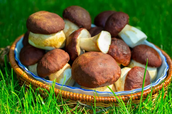 Setas Porcini Sobre Hierba Verde Cerca Cosecha Setas Otoño — Foto de Stock