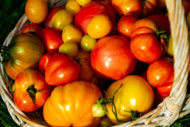 Bir sepetin içinde farklı renklerde organik domatesler, sonbahar hasadı