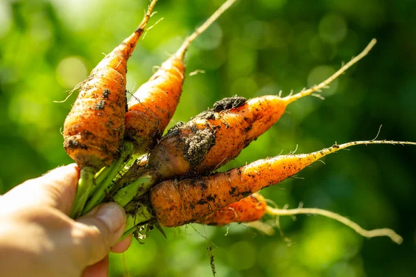 Carrots Growing Garden Organic Vegetables — Stock Photo, Image