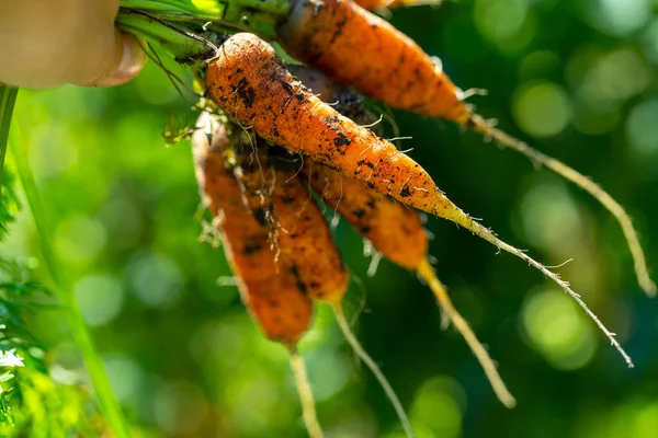 Carrots Growing Garden Organic Vegetables — Stock Photo, Image
