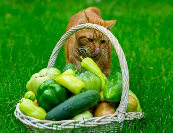 cat sitting with a basket of ripe tomatoes in the garden in early autumn