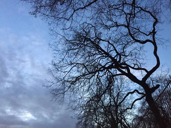 Bare Tree Night Winter Season — Stock Photo, Image