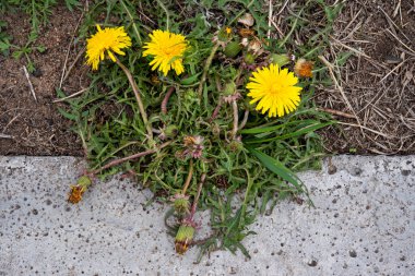Yerde yatay karahindiba çalısı ve yatay olarak beton