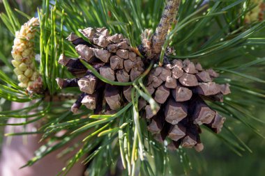 İğneli bir dalda iki koni, yakın plan.