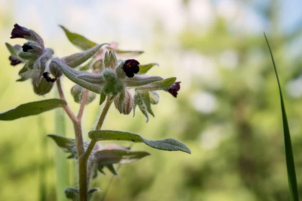 close-up photo of burgundy flowers