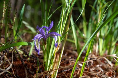 Ormandaki mor iris çiçeği, yatay