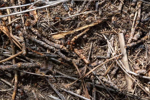 Close Photograph Anthill Background — Stock Photo, Image