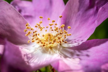 Yeşil arka planda pembe çiçek, yakın plan fotoğrafı.