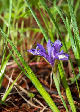 Ormanda mor iris çiçeği, dikey fotoğraf