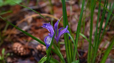 Ormandaki mor iris çiçeği, yatay
