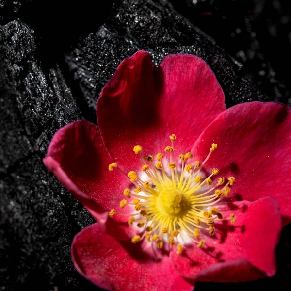 red flower on a background of a burnt tree, close-up