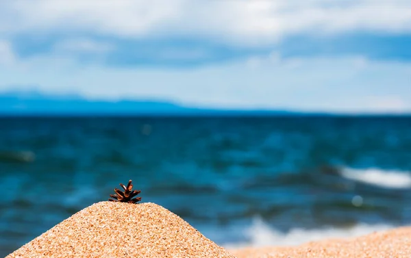 Szyszka Sosnowa Plaży Piasku — Zdjęcie stockowe