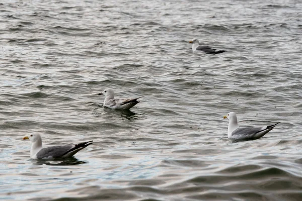 Gaviotas Flotando Agua Foto Horizontal — Foto de Stock