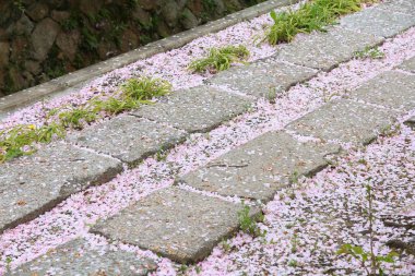 Kyoto, Japonya için felsefe yolda düşmüş kiraz çiçekleri.