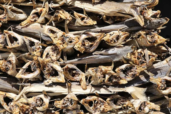 Gedroogde Vis Noorwegen Zon Gedroogde Kabeljauw Stockfish Lofoten Traditionele Noorse — Stockfoto