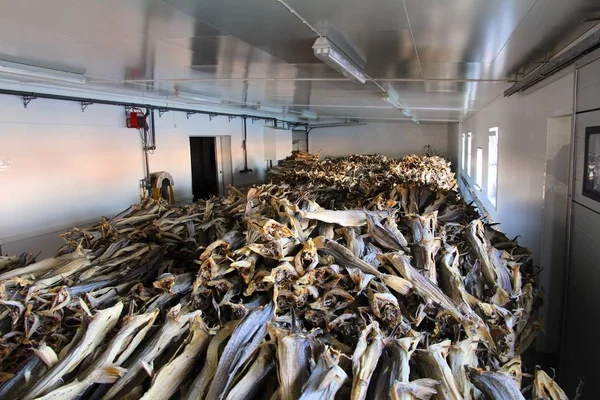 Αποξηραμένα Γάδου Stockfish Αποθήκη Στην Νορβηγία Lototen Νησιά Αλιευτικής Βιομηχανίας — Φωτογραφία Αρχείου