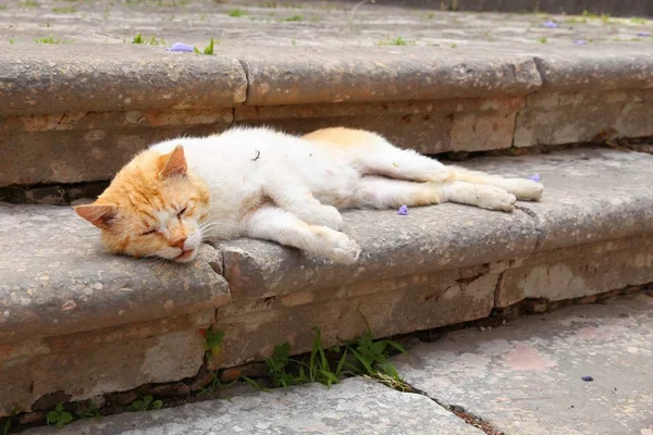 City Cat Grekland Korfu Sovande Ingefära Vit Katt — Stockfoto