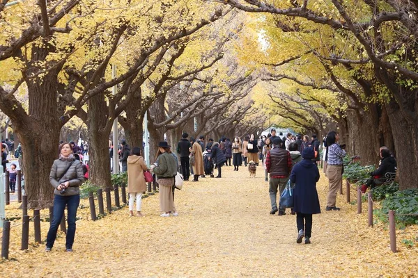 Токио Япония Ноября 2016 Года Люди Посещают Осеннюю Проспект Гинкго — стоковое фото