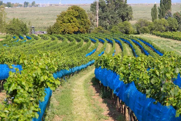 Burgenland Αυστρία Οινοπαραγωγική Περιοχή Από Λίμνη Του Neusiedl Στο Εθνικό — Φωτογραφία Αρχείου