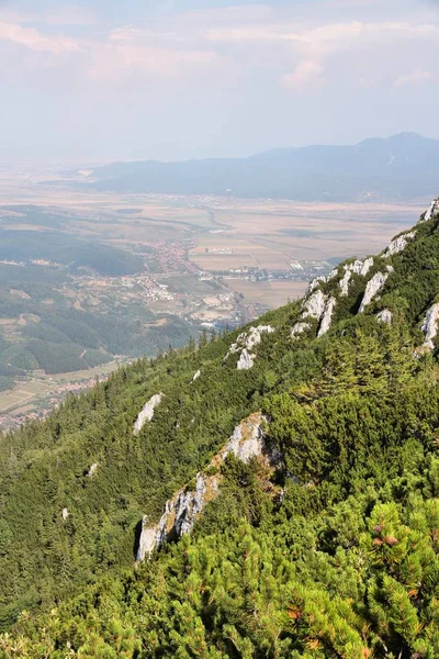 Berge Rumänien Natur Des Piatra Craiului Nationalparks Hochgebirgswald Der Mugo — Stockfoto