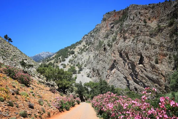 Crete Landscape Road Lined Oleander Flowers Exit Samaria Gorge — Stock Photo, Image