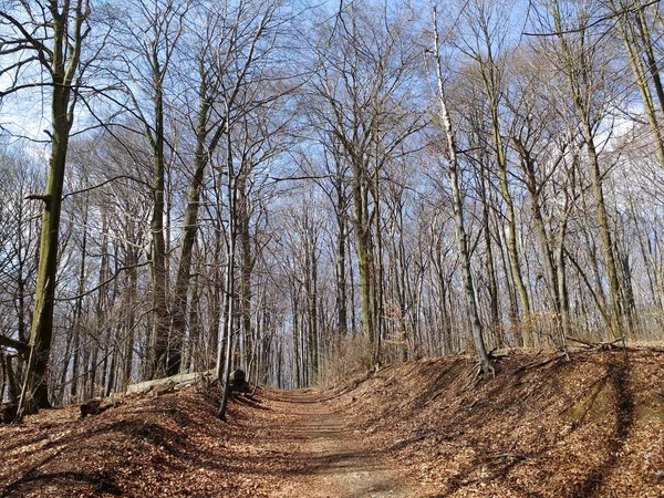 Foresta Faggio Europa Riserva Naturale Segiet Bytom Polonia Paesaggio Minerario — Foto Stock