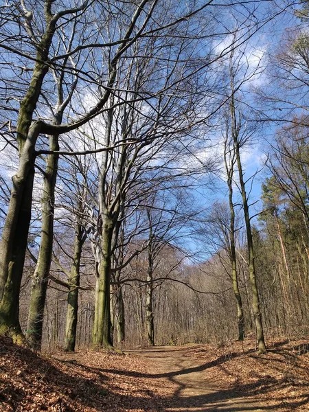 Avrupa Segiet Doğa Rezerv Bytom Polonya Nın Kayın Ormanı Eski — Stok fotoğraf