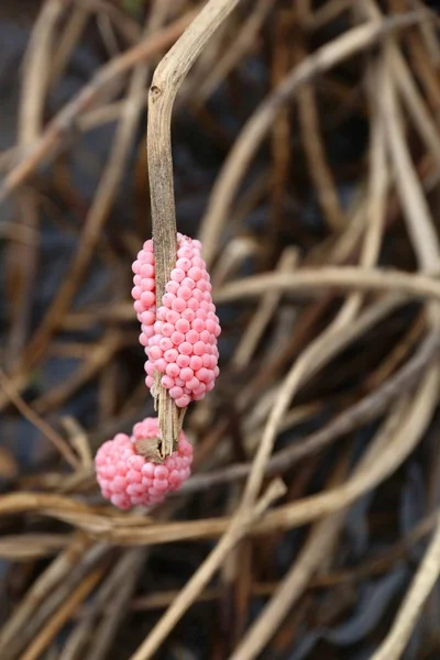 Invasive snail species - golden apple snail (Pomacea canaliculata) eggs at a rice field in Philippines. Agriculture problem - rice plant pest.