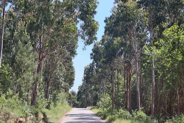 Portugal Eucalyptus Forest Road Figueira Foz — стокове фото