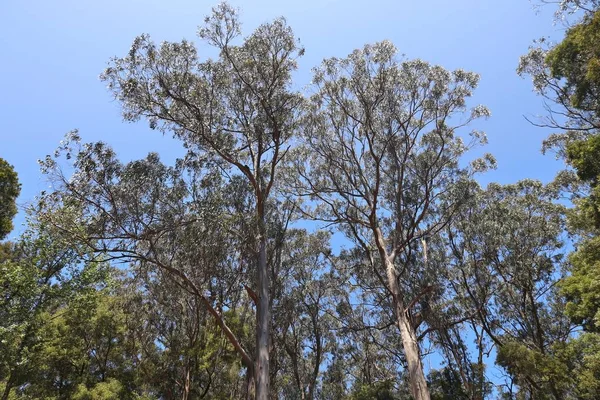 Portugal Eucalyptus Forest Figueira Foz — 스톡 사진
