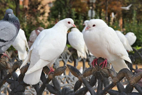 City Doves Spain Urban Pigeons Seville — Stock Photo, Image