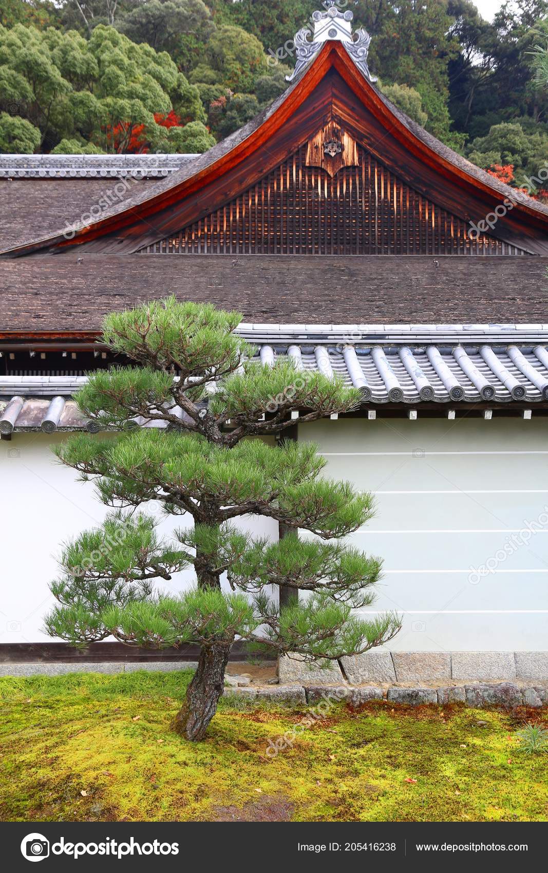 Kyoto Japan Dwarf Pine Tree Nanzen Temple Stock Photo by ©tupungato