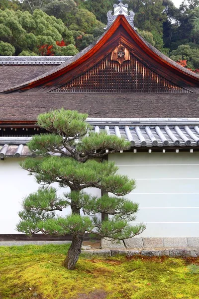 Kyoto Japan Dvärg Pine Tree Nanzen Temple — Stockfoto