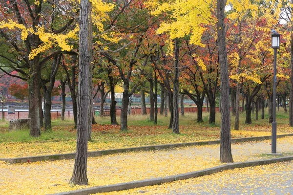 Ginkgo Árvores Folhas Outono Osaka Castle Park Japão — Fotografia de Stock