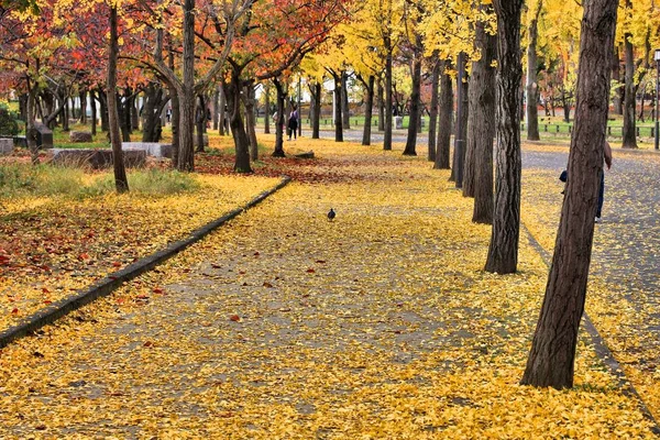 Podzimní Stromy Ginkgo Listy Osaka Castle Park Japonsko — Stock fotografie