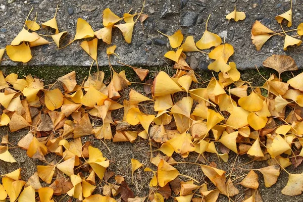 Gele Herfst Ginkgo Boom Bladeren Een Trottoir Osaka Japan Herfstseizoenssamenstelling — Stockfoto