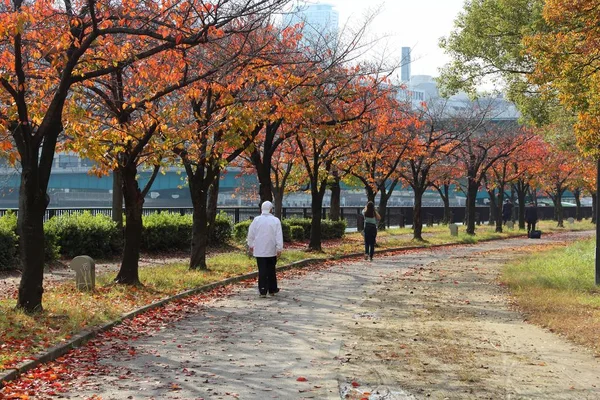 大阪秋季公园 红叶萨库拉河树木 — 图库照片