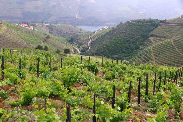 Portugal wine region - vineyards on hills along Douro river valley. Alto Douro DOC.