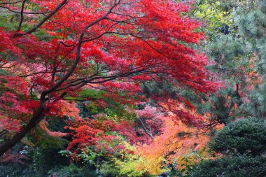 Japonya'da sonbahar yaprakları - kırmızı momiji (akçaağaç ağaç) Tokyo Shinjuku Gyoen parkta yaprak..